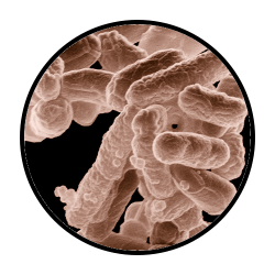 bakteri-pipa-dokterpipa