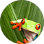 shandy wongui Avatar